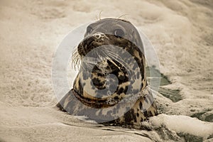 Gray seal close up