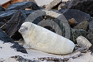 Gray seal cub on Heligoland