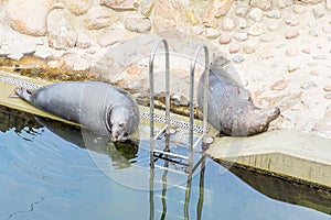 Gray seal Halichoerus grypus in `Fokarium` Hel, Poland