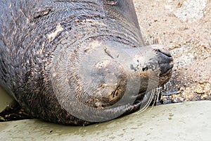 Gray seal Halichoerus grypus in `Fokarium` Hel, Poland