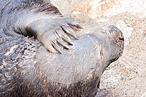 Gray seal Halichoerus grypus in `Fokarium` Hel, Poland