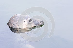 Gray seal Halichoerus grypus in `Fokarium` Hel, Poland