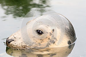 Gray seal Halichoerus grypus in `Fokarium` Hel, Poland