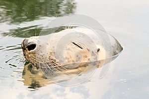 Gray seal Halichoerus grypus in `Fokarium` Hel, Poland