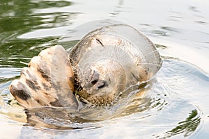 Gray seal Halichoerus grypus in `Fokarium` Hel, Poland