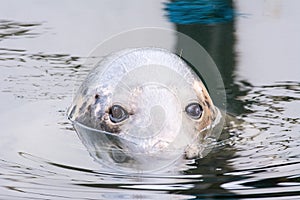 Gray seal Halichoerus grypus in `Fokarium` Hel, Poland