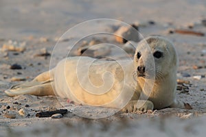 Gray Seal (Halichoerus grypus) Helgoland Germany