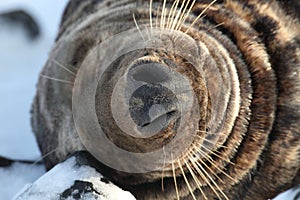 Gray Seal (Halichoerus grypus)  Helgoland Germany