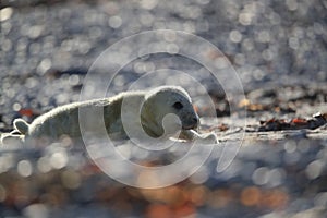 Gray Seal (Halichoerus grypus) Helgoland Germany