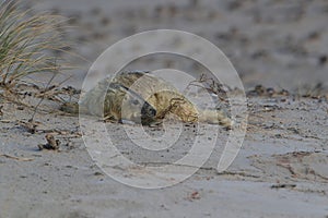 Gray Seal (Halichoerus grypus) Helgoland Germany