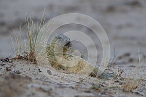 Gray Seal (Halichoerus grypus) Helgoland Germany