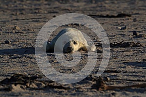 Gray Seal (Halichoerus grypus) Helgoland Germany