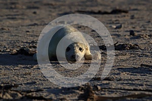 Gray Seal (Halichoerus grypus) Helgoland Germany