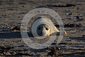 Gray Seal (Halichoerus grypus) Helgoland Germany