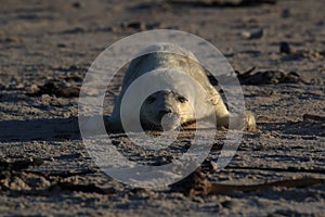 Gray Seal (Halichoerus grypus) Helgoland Germany