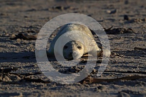 Gray Seal (Halichoerus grypus) Helgoland Germany