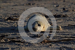 Gray Seal (Halichoerus grypus) Helgoland Germany