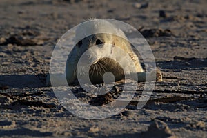 Gray Seal (Halichoerus grypus) Helgoland Germany