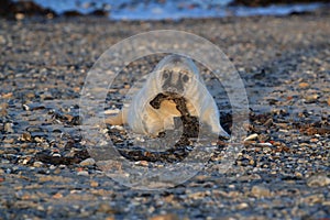 Gray Seal (Halichoerus grypus) Helgoland Germany