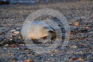 Gray Seal (Halichoerus grypus) Helgoland Germany