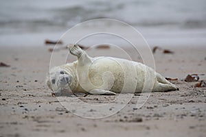 Gray Seal (Halichoerus grypus) Helgoland Germany