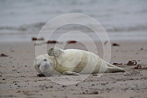 Gray Seal (Halichoerus grypus) Helgoland Germany