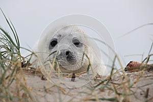 Gray Seal (Halichoerus grypus) Helgoland Germany