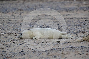 Gray Seal (Halichoerus grypus) Helgoland Germany