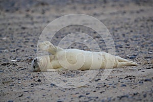 Gray Seal (Halichoerus grypus) Helgoland Germany