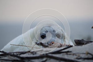 Gray Seal (Halichoerus grypus) Helgoland Germany