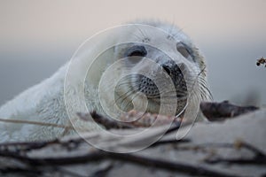 Gray Seal (Halichoerus grypus) Helgoland Germany