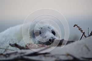 Gray Seal (Halichoerus grypus) Helgoland Germany