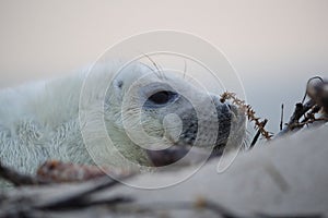 Gray Seal (Halichoerus grypus) Helgoland Germany