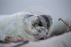 Gray Seal (Halichoerus grypus) Helgoland Germany