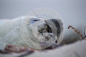 Gray Seal (Halichoerus grypus) Helgoland Germany