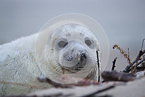 Gray Seal (Halichoerus grypus) Helgoland Germany