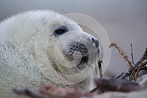 Gray Seal (Halichoerus grypus) Helgoland Germany