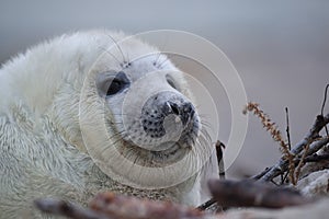 Gray Seal (Halichoerus grypus) Helgoland Germany