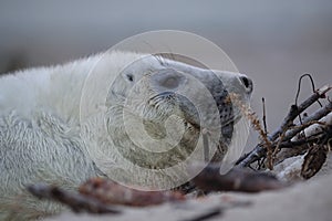 Gray Seal (Halichoerus grypus) Helgoland Germany