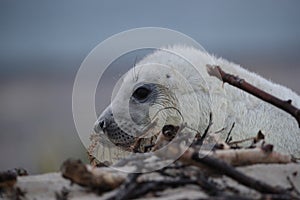 Gray Seal (Halichoerus grypus) Helgoland Germany