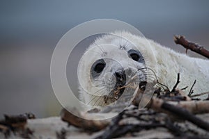 Gray Seal (Halichoerus grypus) Helgoland Germany