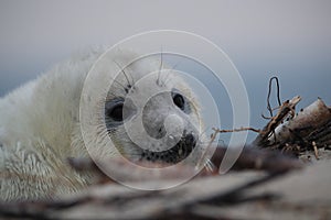 Gray Seal (Halichoerus grypus) Helgoland Germany