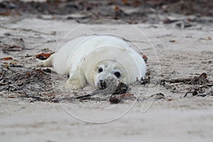 Gray Seal (Halichoerus grypus) Helgoland Germany