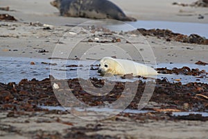 Gray Seal (Halichoerus grypus) Helgoland Germany