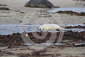 Gray Seal (Halichoerus grypus) Helgoland Germany