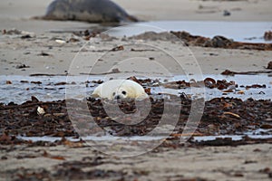 Gray Seal (Halichoerus grypus) Helgoland Germany