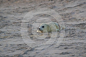 Gray Seal (Halichoerus grypus) Helgoland Germany