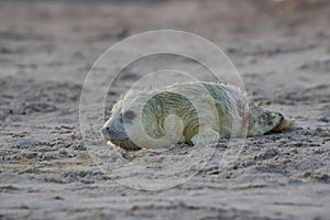 Gray Seal (Halichoerus grypus) Helgoland Germany