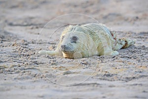 Gray Seal (Halichoerus grypus) Helgoland Germany