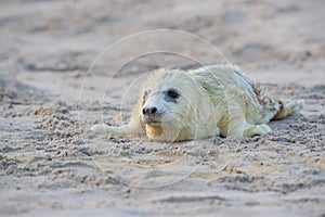 Gray Seal (Halichoerus grypus) Helgoland Germany